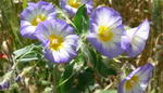 Convolvulus Tricolor